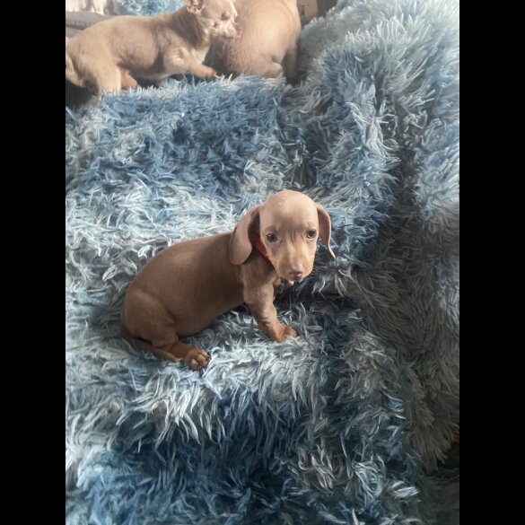 Dachshund (Smooth Haired) - Both