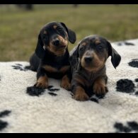 Dachshund (Smooth Haired) - Both