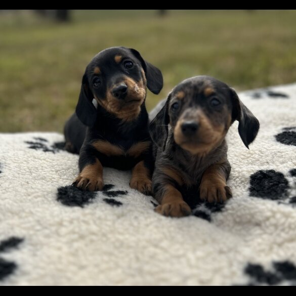 Dachshund (Smooth Haired) - Both