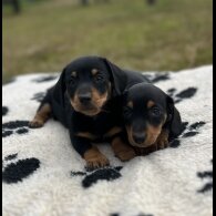Dachshund (Smooth Haired) - Both
