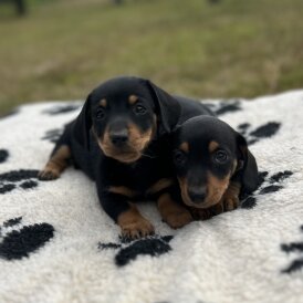 Dachshund (Smooth Haired) - Both