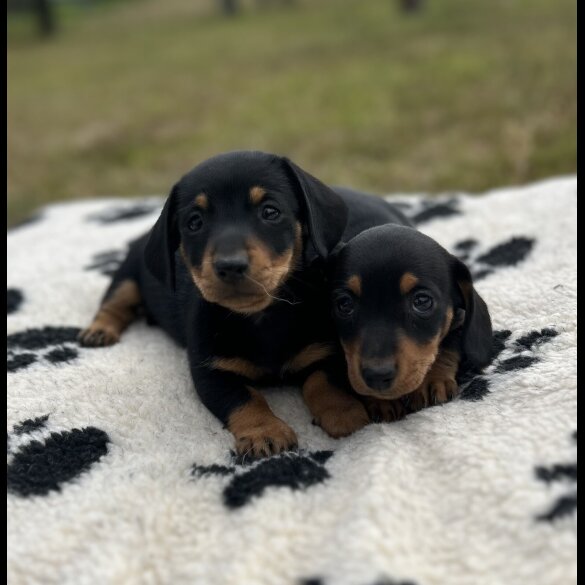 Dachshund (Smooth Haired) - Both