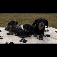 Dachshund (Smooth Haired) - Both