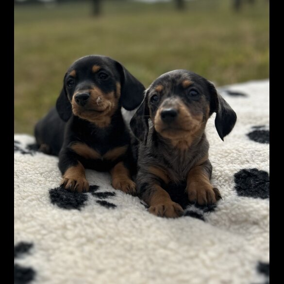 Dachshund (Smooth Haired) - Both