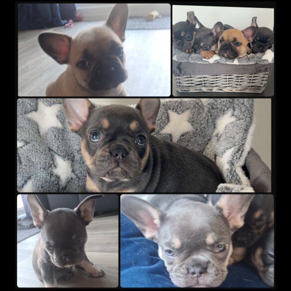 French Bulldog - Both