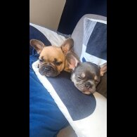 French Bulldog - Both