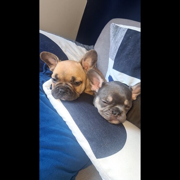 French Bulldog - Both