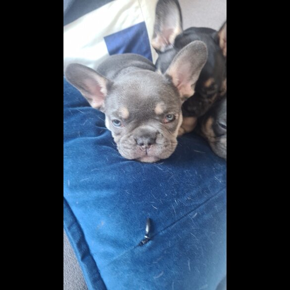 French Bulldog - Both