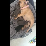 French Bulldog - Both