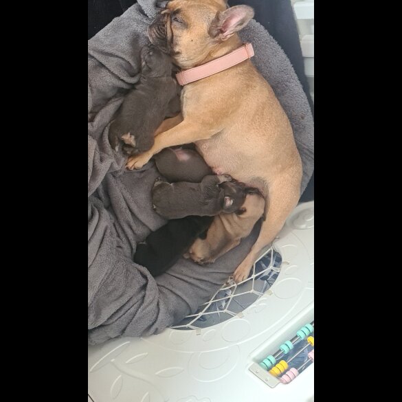 French Bulldog - Both