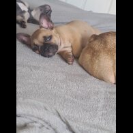 French Bulldog - Both