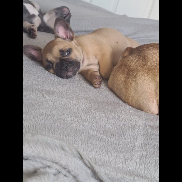 French Bulldog - Both