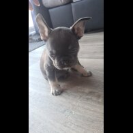 French Bulldog - Both