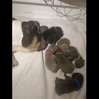 English Bulldog - Both