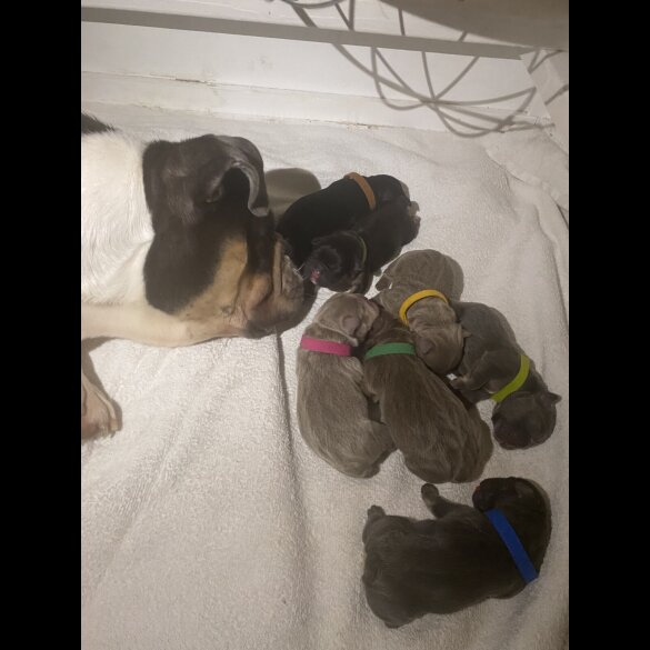 English Bulldog - Both