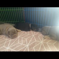 English Bulldog - Both