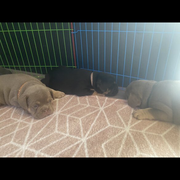 English Bulldog - Both