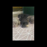 English Bulldog - Both