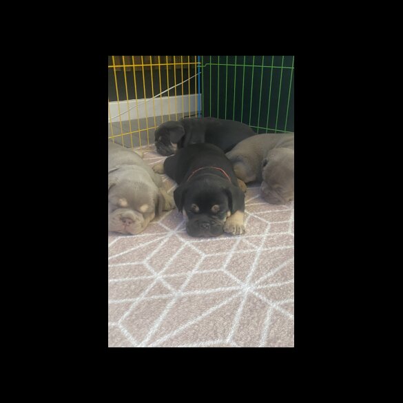 English Bulldog - Both