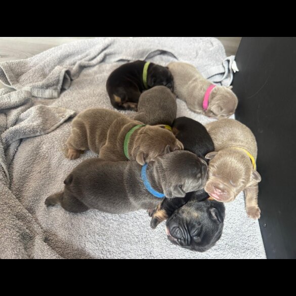 English Bulldog - Both