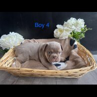 English Bulldog - Both