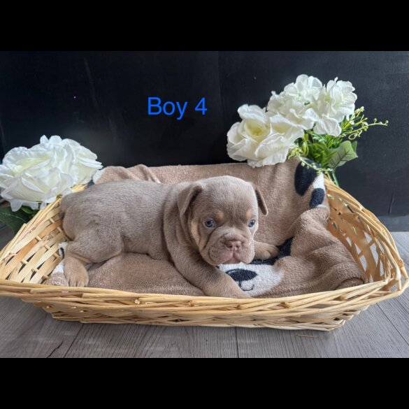 English Bulldog - Both