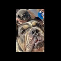 English Bulldog - Both