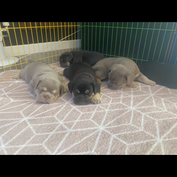 English Bulldog - Both