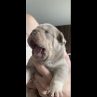 English Bulldog - Both