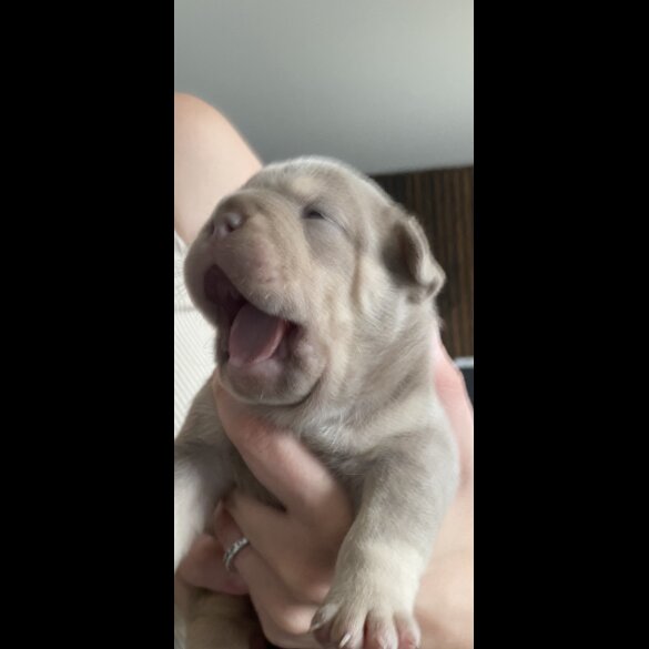 English Bulldog - Both