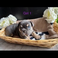 English Bulldog - Both