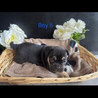 English Bulldog - Both