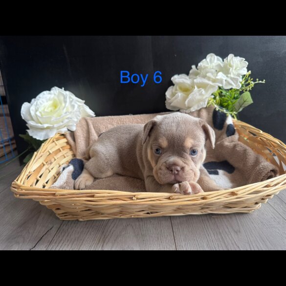 English Bulldog - Both