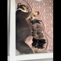 English Bulldog - Both