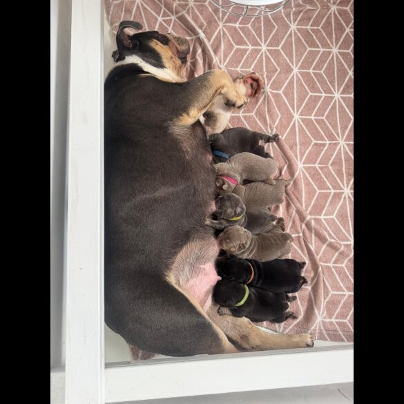 English Bulldog - Both