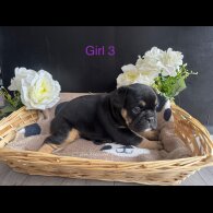 English Bulldog - Both