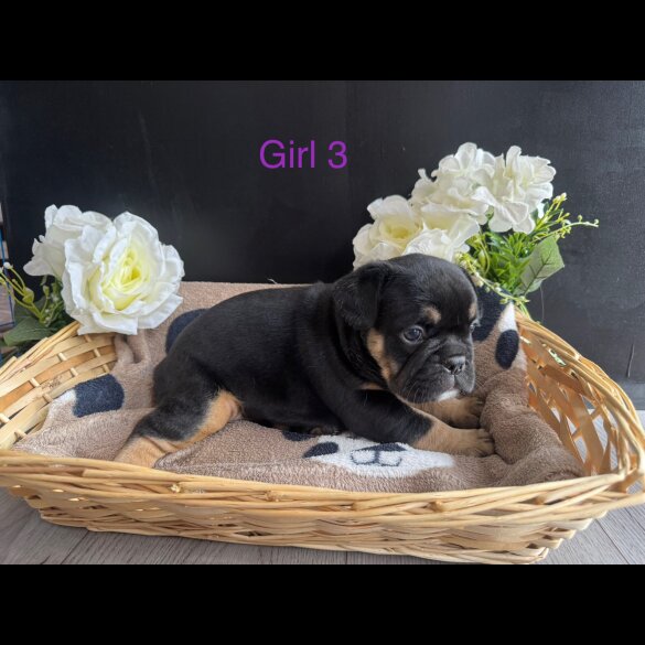 English Bulldog - Both