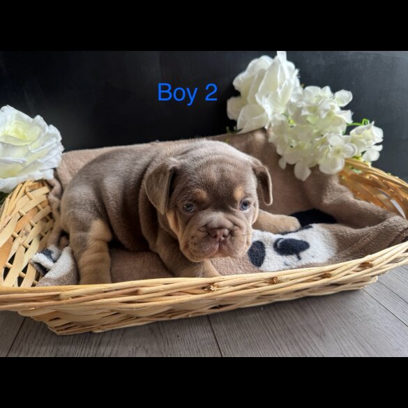 English Bulldog - Both