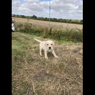 Labrador Retriever - Dogs