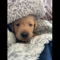 Labrador Retriever - Both