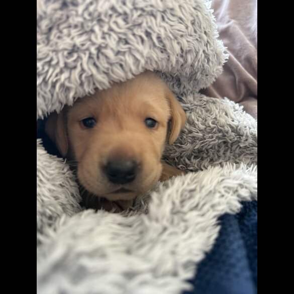 Labrador Retriever - Both