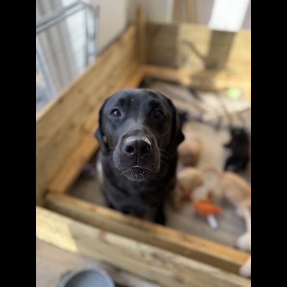 Labrador Retriever - Both