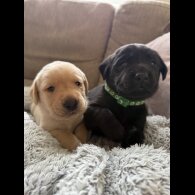 Labrador Retriever - Both