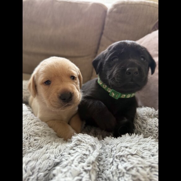 Labrador Retriever - Both