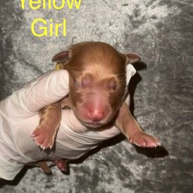 Labrador Retriever - Both