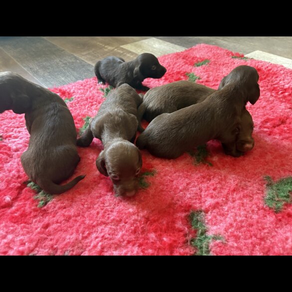 Dachshund (Smooth Haired) - Both