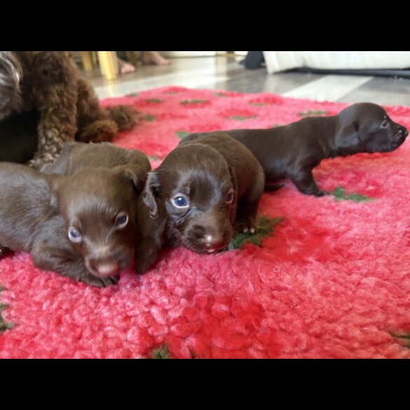 Dachshund (Smooth Haired) - Both