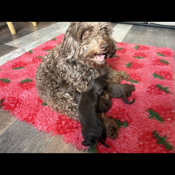 Dachshund (Smooth Haired) - Both