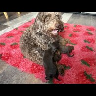 Dachshund (Smooth Haired) - Both