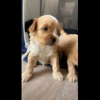 Malshi - Dogs